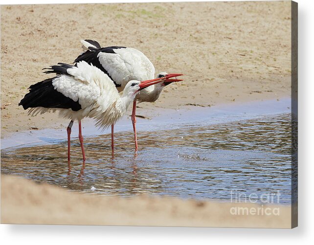 Two Acrylic Print featuring the photograph Two drinking white storks by Nick Biemans