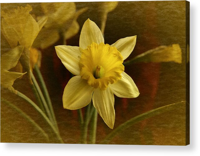 Yellow Narcissus Acrylic Print featuring the photograph Vintage Yellow Narcissus by Richard Cummings