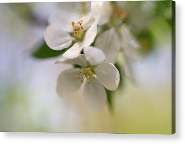 Blossom Acrylic Print featuring the photograph Winter White and Spring Green by Pamela Taylor