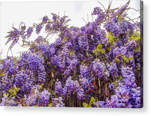 Beautiful Acrylic Print featuring the photograph Wisteria Spring Bloom by Connie Cooper-Edwards