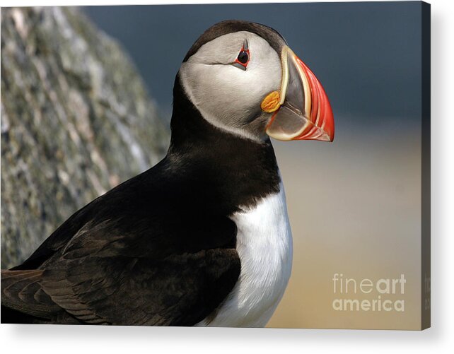 Atlantic Puffin Acrylic Print featuring the photograph Atlantic Puffin by Jeannette Hunt