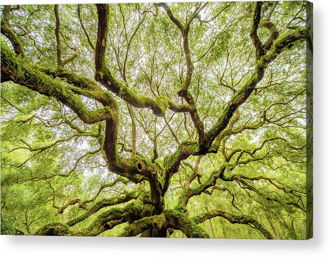 50 Acrylic Print featuring the photograph 50 - Family - Angel Oak 2019 by Jessica Yurinko