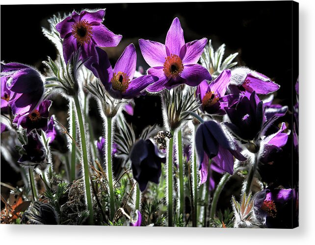 Pasque Flower Acrylic Print featuring the photograph Backlit Pasque Flowers by Donna Kennedy