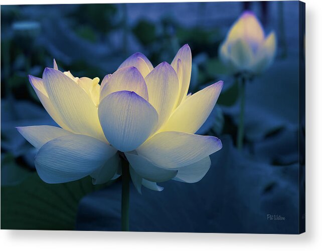 Flower Acrylic Print featuring the photograph Blue Hour by Pat Watson