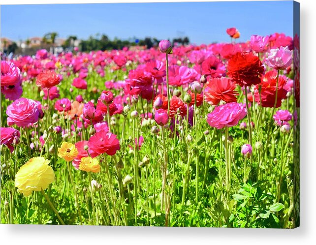 Flower Acrylic Print featuring the photograph Pink Giant Tecolote Ranunculus flowers by Bnte Creations