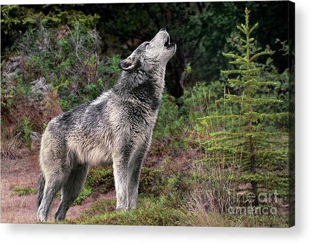 Gray Wolf Acrylic Print featuring the photograph Gray Wolf Howling Endangered Species Wildlife Rescue by Dave Welling