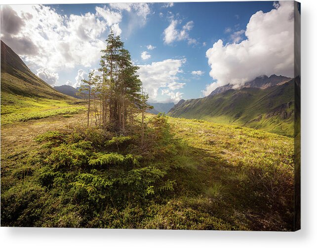 Alaska Acrylic Print featuring the photograph Haiku Forest by Tim Newton
