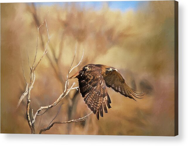 Red Tailed Hawk Acrylic Print featuring the photograph Redtail on the Move by Donna Kennedy