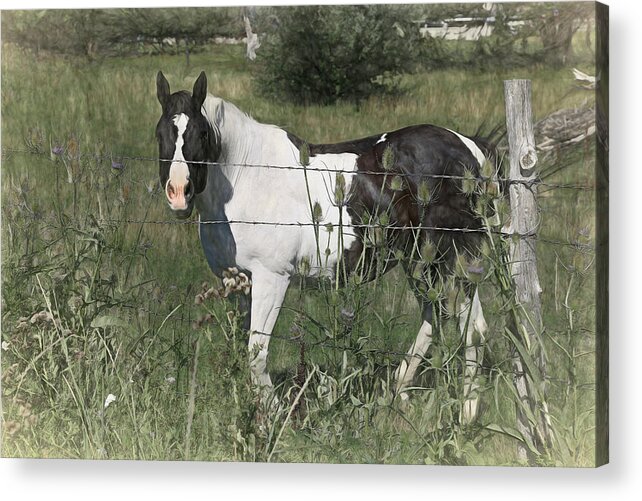 Horse Acrylic Print featuring the photograph Talk To Me by Donna Kennedy