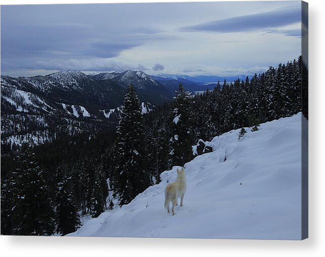 Lake Tahoe Acrylic Print featuring the photograph Wild In Winter by Sean Sarsfield