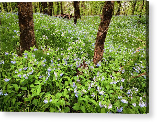 Fine Art America Acrylic Print featuring the photograph A Woodland Carpet of Blue #1 by Scott Bean