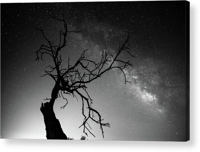 Black Acrylic Print featuring the photograph Reaching for the stars #1 by Gary Browne