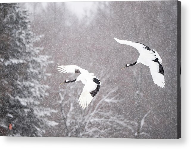 Snow Acrylic Print featuring the photograph Tancho in snow #1 by Yoshiki Nakamura