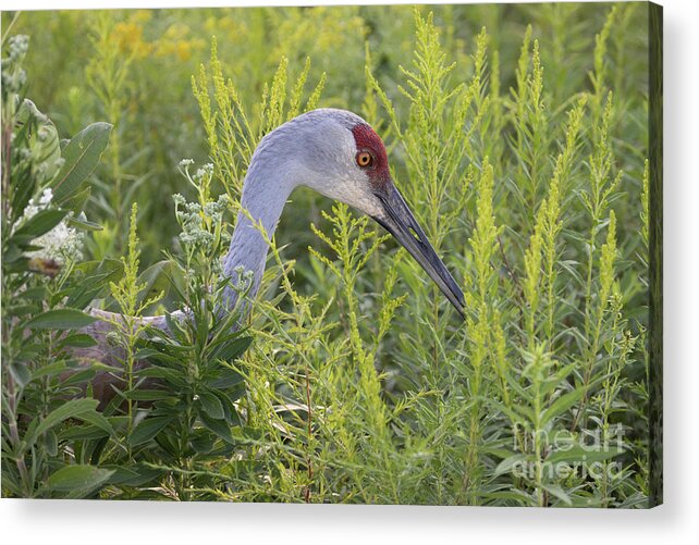 Sandhill Crane Acrylic Print featuring the photograph Sandhill Crane by Jeannette Hunt