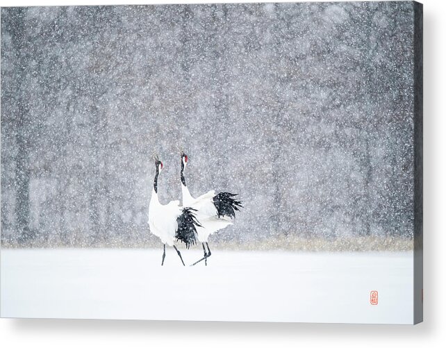 Snow Acrylic Print featuring the photograph Tancho in snow #5 by Yoshiki Nakamura