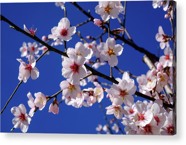 Almond Blossom Acrylic Print featuring the photograph Almond blossom by Gary Browne