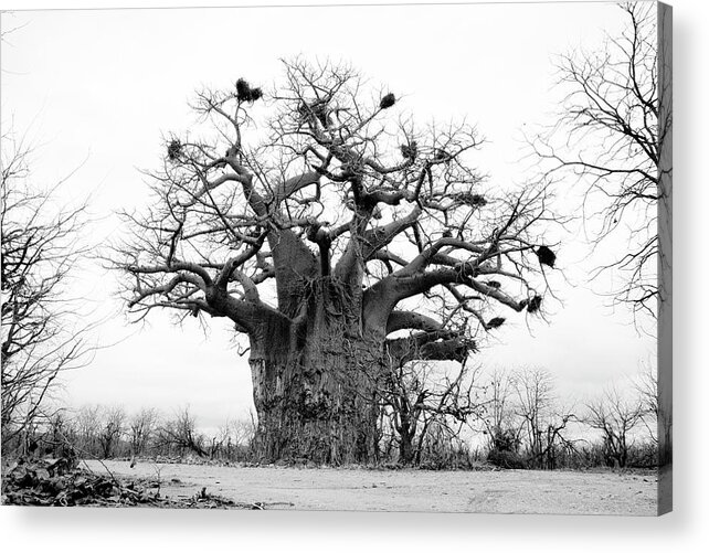 Art Acrylic Print featuring the photograph Ancient Baobab by Mia Badenhorst