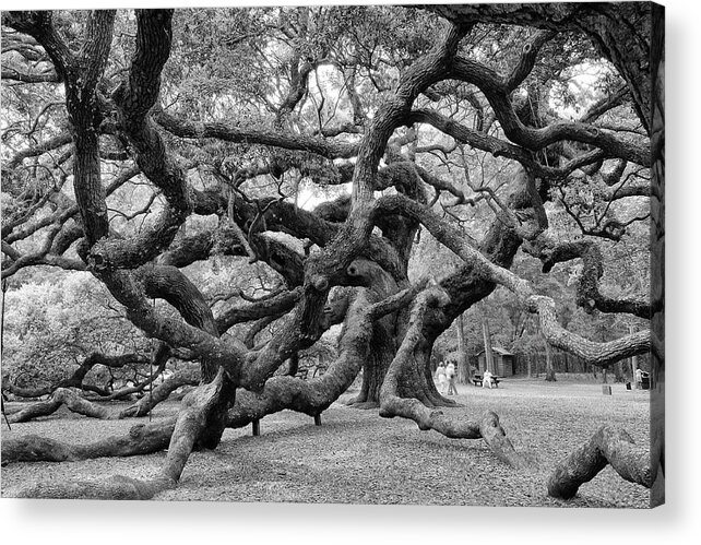 Angel Oak Tree Acrylic Print featuring the photograph Angel Oak Tree by Louis Dallara