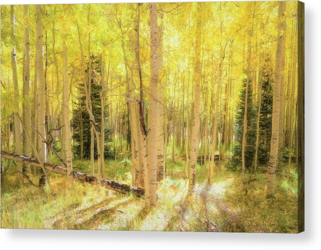 Silverton Acrylic Print featuring the photograph Aspens Golden Glow 2 by Donna Kennedy