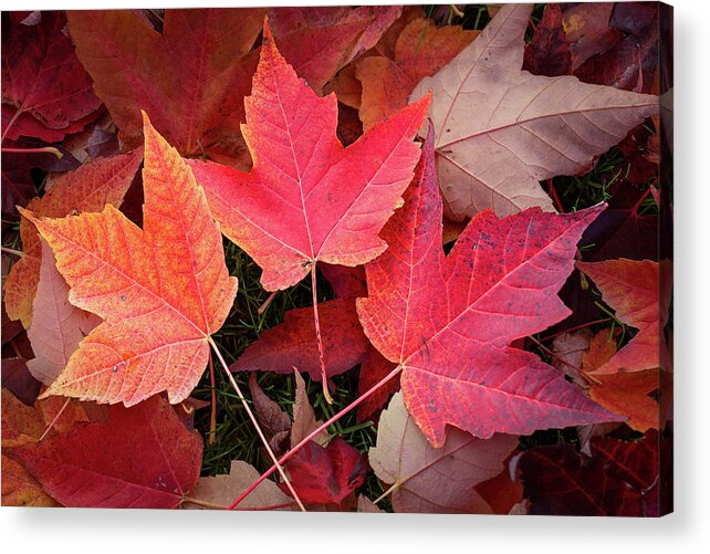 Nature Acrylic Print featuring the digital art Autumn / Fall leaves Painting by Rick Deacon
