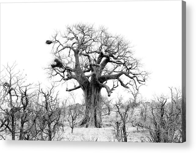  Acrylic Print featuring the photograph Baobab View by Mia Badenhorst