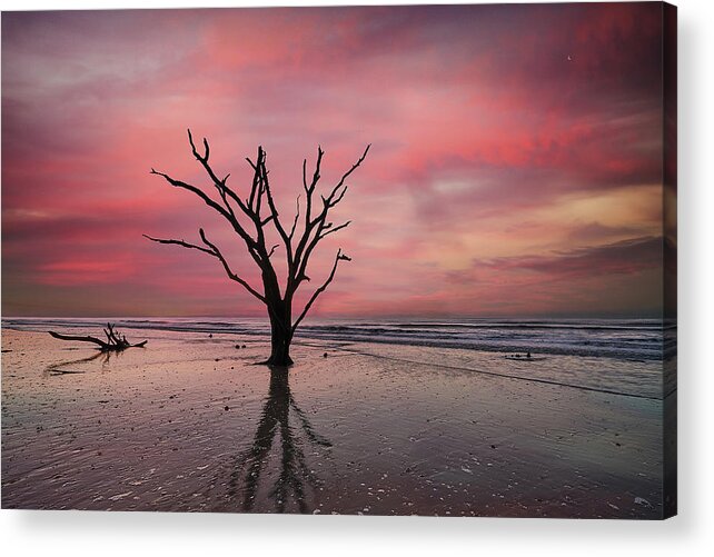Nature Acrylic Print featuring the photograph Botany Bay Oak at Sunrise by Jon Glaser