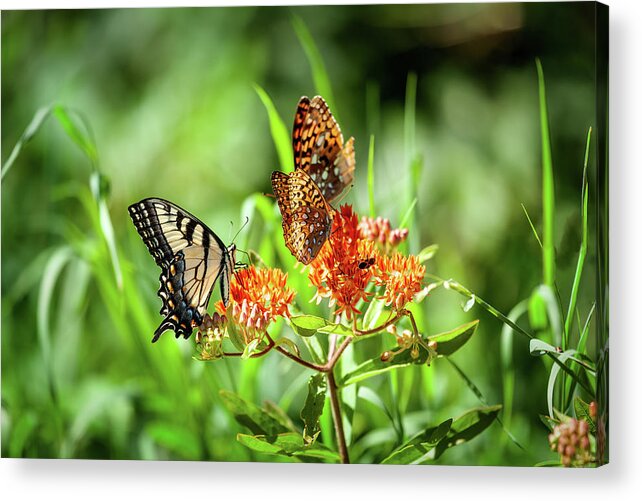 North Carolina Acrylic Print featuring the photograph Butterfly Harmony by Dan Carmichael