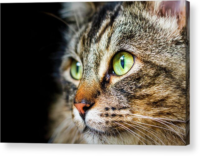 Cat Acrylic Print featuring the photograph Cat Stare by Rick Deacon