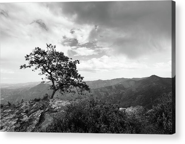 Tree Acrylic Print featuring the photograph Cliff top tree by Gary Browne