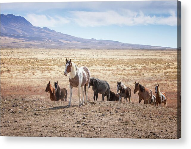 Wild Horses Acrylic Print featuring the photograph Coming Home by Doug Sims