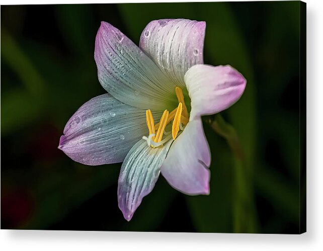  Acrylic Print featuring the photograph Day Lilly by Lou Novick