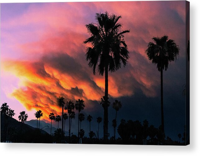 Vivid Acrylic Print featuring the photograph Desert Monsonial Sky, Palm Tree Silhouette by Bonnie Colgan