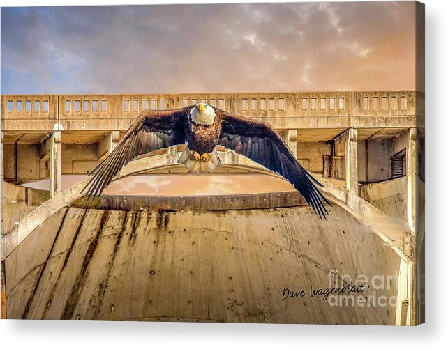 Eagle Acrylic Print featuring the photograph Eagle at Sunset by David Wagenblatt