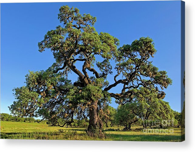 Dave Welling Acrylic Print featuring the photograph Escarpment Oak Quercus Fusiformis Hill Country Texas by Dave Welling