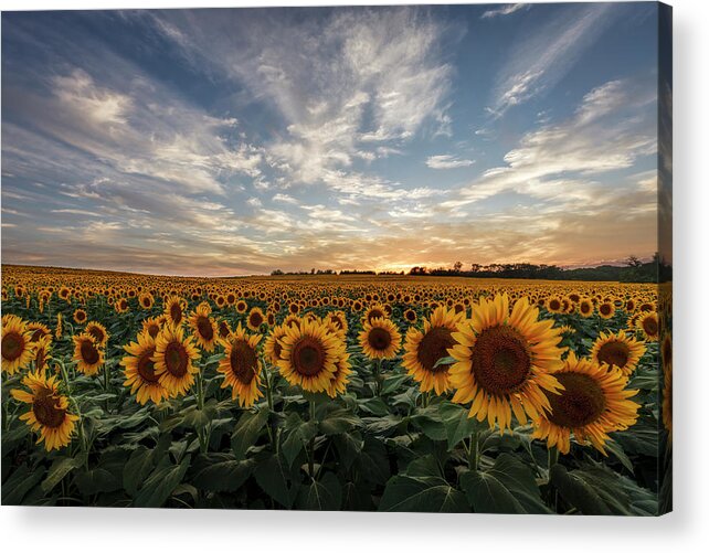 America Acrylic Print featuring the photograph Field of Gold by Scott Bean