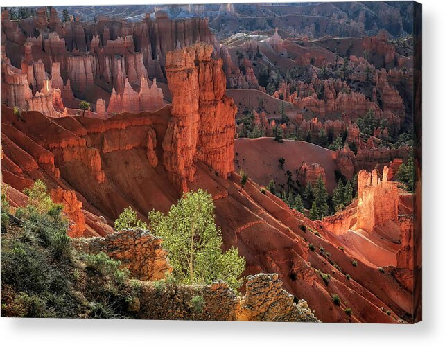 Bryce Canyon Acrylic Print featuring the photograph First Light at Bryce by Donna Kennedy