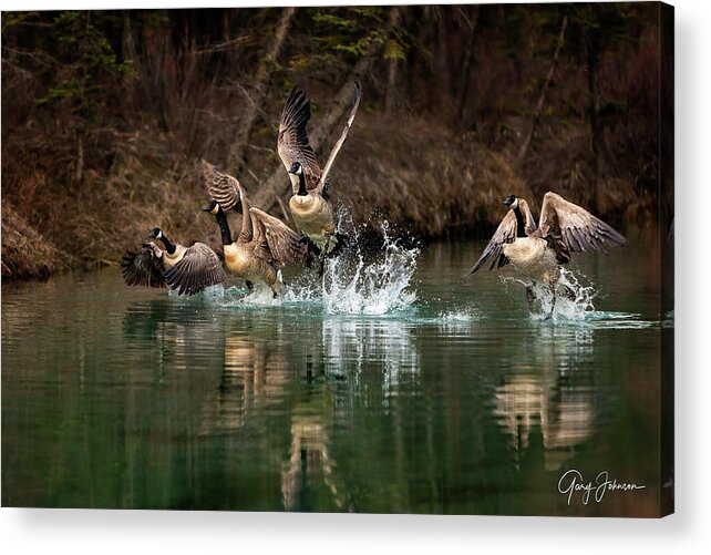 Canada Acrylic Print featuring the photograph Fly Away Home by Gary Johnson