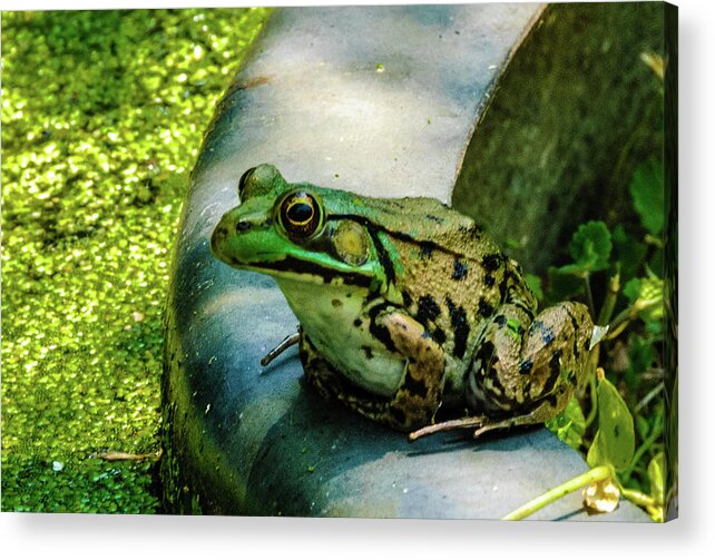 Animals Acrylic Print featuring the photograph Frog Hollow by Louis Dallara