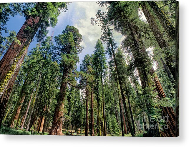 Dave Welling Acrylic Print featuring the photograph Giant Sequoias Sequoiadendron Gigantium Yosemite by Dave Welling