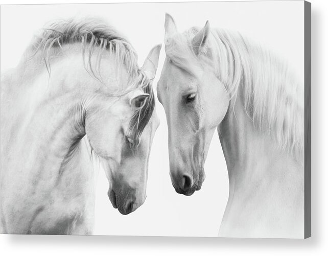 Horses Acrylic Print featuring the photograph Horses Face to Face in Black and White by Steve Ladner