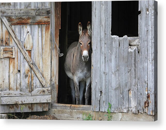 Donkey Acrylic Print featuring the photograph Howdy by Donna Kennedy