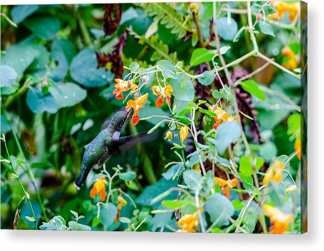 Hummingbird Acrylic Print featuring the photograph Hummingbird's Drink by Wild Fotos