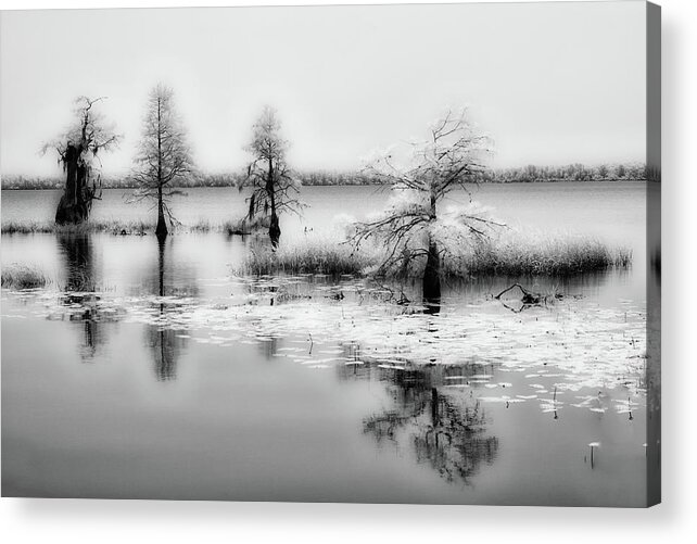 North Carolina Acrylic Print featuring the photograph Island of Trees on the Great Lake bw by Dan Carmichael