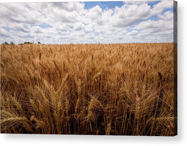 Great Plains Acrylic Print featuring the photograph Kansas Wheat Field by Scott Bean