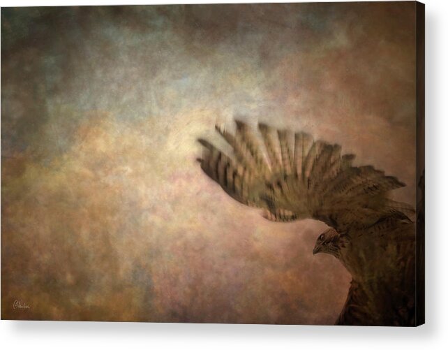 Hawk Acrylic Print featuring the photograph Lift Off by Christine Hauber
