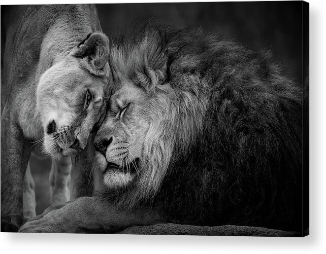 Lion Acrylic Print featuring the photograph Lions in Love by Emmanuel Panagiotakis