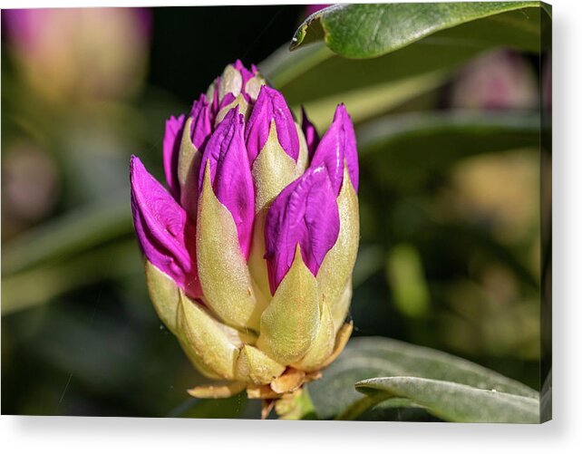 Macro Acrylic Print featuring the photograph Mr. Rhododendron In Macro Photography by Aleksandrs Drozdovs