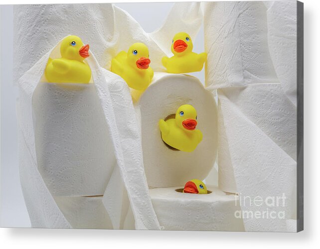 Duckies Acrylic Print featuring the photograph Potty Time by John Hartung