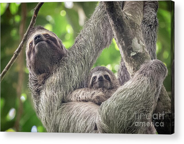 Babies Acrylic Print featuring the photograph Precious Cargo by John Hartung  ArtThatSmiles com