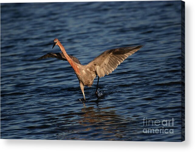 Reddish Egret Acrylic Print featuring the photograph Reddish Egret Chase by John F Tsumas